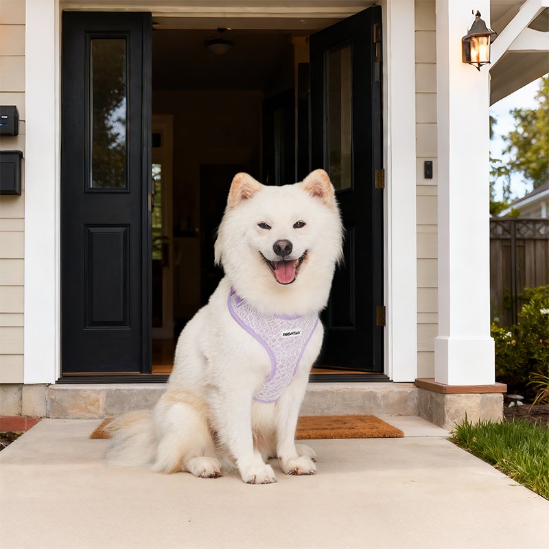 Lavender Lace Dog Harness - Image 8