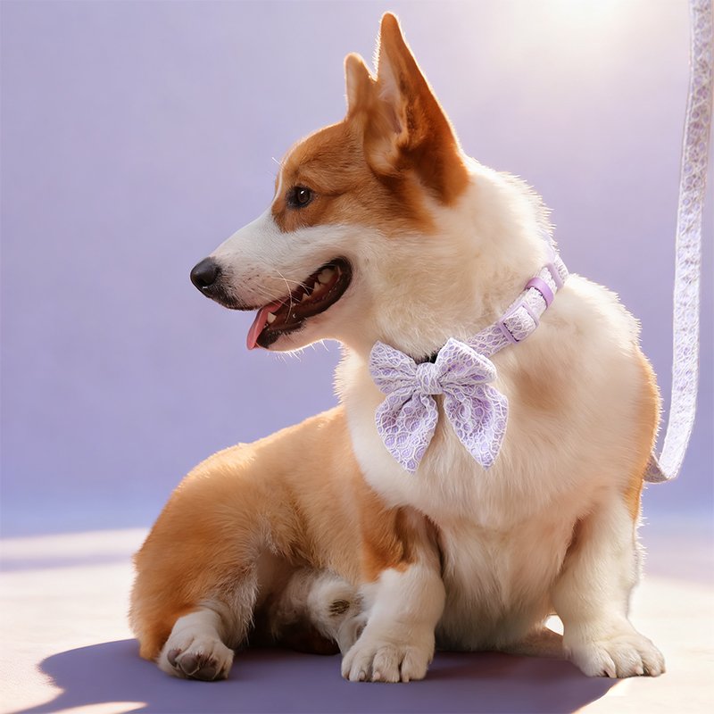 Lavender Lace Dog Leash - Image 5