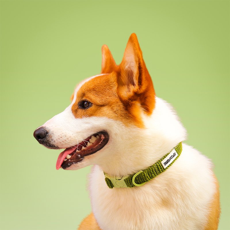 Sweater Dog Collar - Image 7