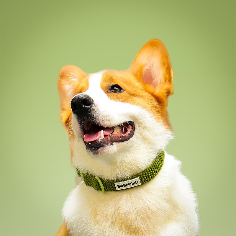 Sweater Dog Collar - Image 2