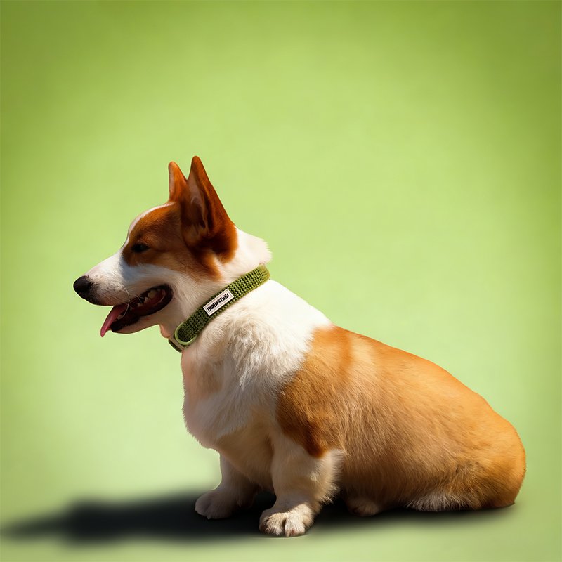 Sweater Dog Collar - Image 3