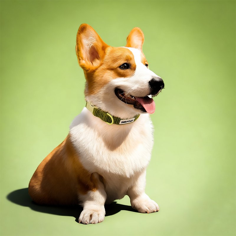 Sweater Dog Collar - Image 4