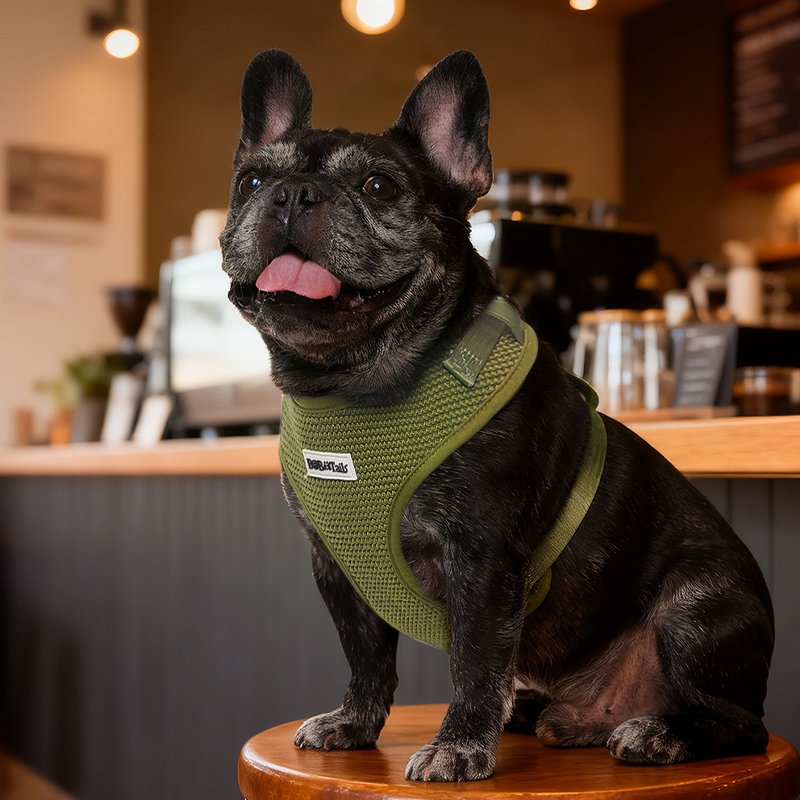 Sweater Dog Harness - Image 5
