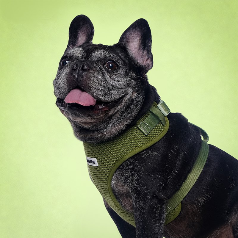Sweater Dog Harness - Image 4